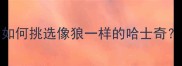 哈士奇毛色选择指南如何挑选像狼一样的哈士奇附推荐颜色及饲养建议