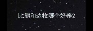 比熊和边牧哪个好养