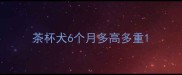 茶杯犬6个月多高多重