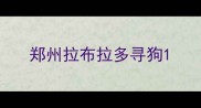 郑州拉布拉多寻狗