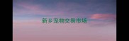 新乡宠物交易市场