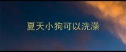 夏天小狗可以洗澡