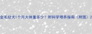金毛幼犬1个月大体重多少附科学喂养指南附图