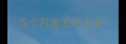 五个月金毛吃太多