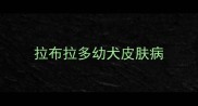 拉布拉多幼犬皮肤病
