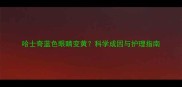 哈士奇蓝色眼睛变黄科学成因与护理指南