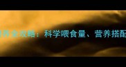 边境牧羊犬五个月喂养全攻略科学喂食量营养搭配与关键期养护指南