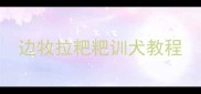 边牧拉粑粑训犬教程
