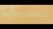 纯种拉布拉多脚趾分叉
