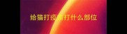 给猫打疫苗打什么部位