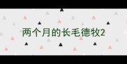 两个月的长毛德牧
