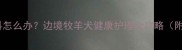 边牧半夜呕吐发抖怎么办边境牧羊犬健康护理全攻略附紧急处理步骤