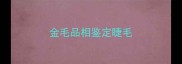 金毛品相鉴定睫毛