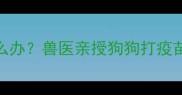 疫苗后不吃饭怎么办兽医亲授狗狗打疫苗后饮食护理全攻略