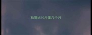 松狮犬10斤重几个月