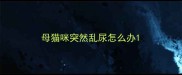 母猫咪突然乱尿怎么办