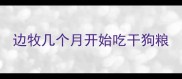边牧几个月开始吃干狗粮