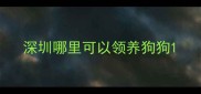 深圳哪里可以领养狗狗