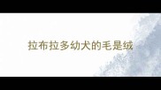 拉布拉多幼犬的毛是绒