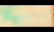 宠物雨林蝎怎么养