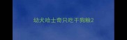 幼犬哈士奇只吃干狗粮