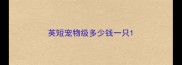 英短宠物级多少钱一只