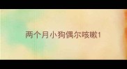 两个月小狗偶尔咳嗽