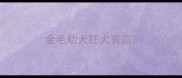 金毛幼犬狂犬育苗