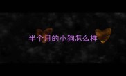 半个月的小狗怎么样