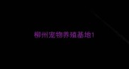 柳州宠物养殖基地