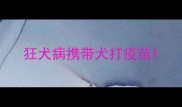 狂犬病携带犬打疫苗