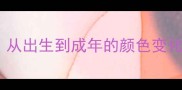 金毛幼犬毛色类型全从出生到成年的颜色变化规律与科学养护指南