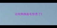 边牧狗换胎毛快秃了
