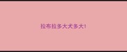 拉布拉多大犬多大