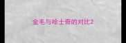 金毛与哈士奇的对比