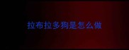 拉布拉多狗是怎么做
