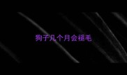 狗子几个月会褪毛