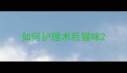 如何护理术后猫咪