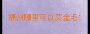 福州哪里可以买金毛