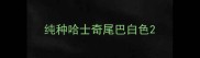 纯种哈士奇尾巴白色