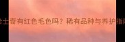 哈士奇有红色毛色吗稀有品种与养护指南