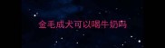 金毛成犬可以喝牛奶吗