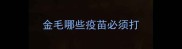 金毛哪些疫苗必须打