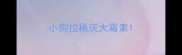 小狗拉稀庆大霉素