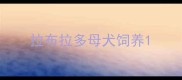 拉布拉多母犬饲养