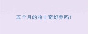 五个月的哈士奇好养吗