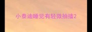 小泰迪睡觉有轻微抽搐