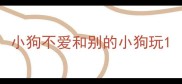 小狗不爱和别的小狗玩