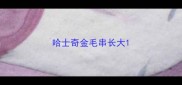哈士奇金毛串长大