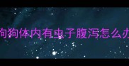 狗狗体内有虫子腹泻怎么办